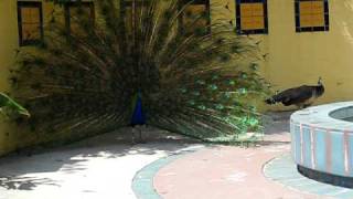 Peacock Mating 2 [upl. by Swiercz]