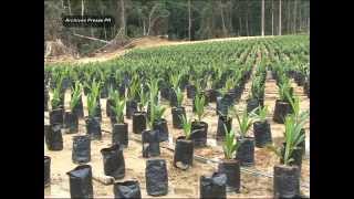 Reportage sur la plantation de palmier à huile dOlam à Kango [upl. by Akeryt114]