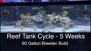 5 Week Reek Tank Cycle Fish Coral Dosing CUC Absorbers 60 gal Build Saltwater Coral Aquarium [upl. by Farlie]