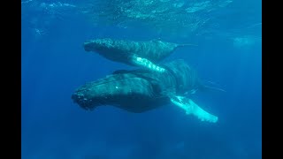 Whale Song Underwater 60 Minutes of Relaxation Meditation and Sleep  Serene Ocean Sounds [upl. by Enobe]