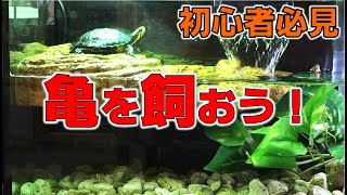 亀飼育を始めよう！亀さんの飼育方法をわかりやすく解説【2020001】 [upl. by Inaliel966]