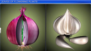 CBSE Class 11 Biology  Morphology of Flowering Plants  Full Chapter  By Shiksha House [upl. by Ytirev]