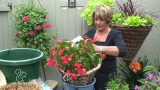 Hanging Basket of Begonias Easy [upl. by Llerral579]