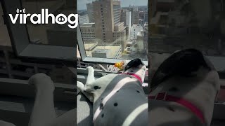 Dalmatian Drops Toy From 17Story Window  ViralHog [upl. by Nadab]