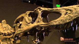 New dinosaur discovery Lythronax argestes [upl. by Eened]