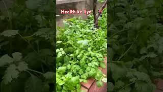 👍🌿Benefits of coriander 🌿 Health ke liye dhaniya jaruri  dhaniya ke fayde  shorts video [upl. by Ylicec]