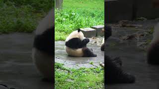 Yu Ai picked up the bird in the basin and slipped behind it The giant panda Yu Ke Yu Ai came here [upl. by Erait]