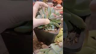 Useful Tips Why Cutting Leaves for Succulents succulentvarieties plants succulentlife [upl. by Aseneg255]