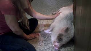 Hamlet the Mini Pig Tummy Rub Time [upl. by Yahsal576]