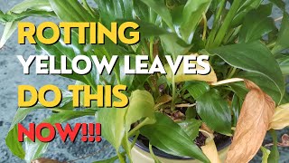 Peace Lily DYING What To Do  Urgent Repotting Peace Lily [upl. by Theobald]