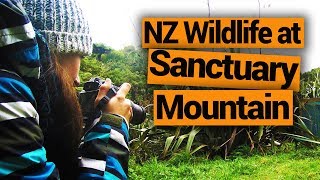 🐦 Sanctuary Mountain  Mount Maungatautari  New Zealands Biggest Gap Year [upl. by Shimberg]