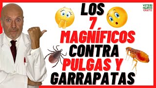 ✅ 7 REPELENTES CASEROS E INSECTICIDAS NATURALES ✅ CONTRA PULGAS Y GARRAPATAS ✅EN PERROS Y GATOS [upl. by Hayifas]