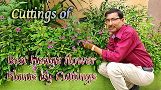 Grow Best Flowering Hedging Plant Eranthemum from Cuttings [upl. by Irec]