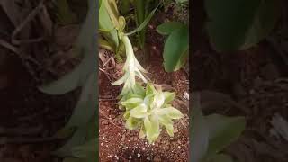 Turmeric plant amp Flower turmeric herbal herbs [upl. by Aneloaup]