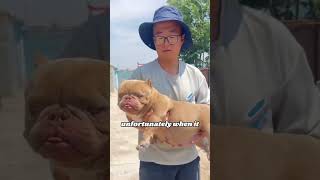 Cute bully dog pets heartwarmingpets animallover animals [upl. by Ainoek]