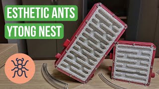 Ant Nest Review Esthetic Ants Ytong Nest  BRUMA Ants [upl. by Shae]