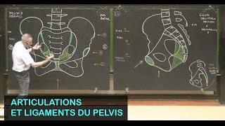 Anatomie des articulations du pelvis Pelvis 2 [upl. by Wichman661]