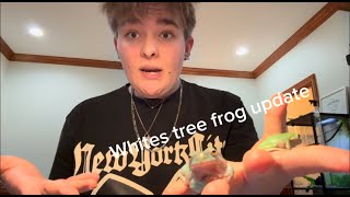 An update on my WHITES TREE FROGS [upl. by Jahdol677]