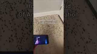 KSI New Song Gets Rid Of Ant Infestation 😭 shorts [upl. by Buffy46]