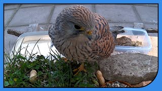 Neugierige Turmfalken inspizieren den Futterplatz der Meisen [upl. by Christiana]