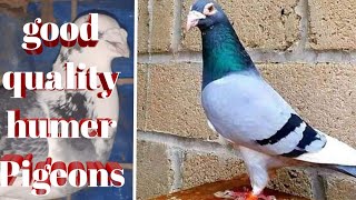 RACING HOMER PIGEONS GOOD QUALITY [upl. by Ikin]