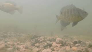 Underwater Video 1Bass eating Bluegill [upl. by Dione]