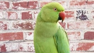 Alexandrine parakeet Parrot  Ringneck Talking Parrot [upl. by Yrrot945]