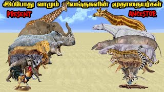 Top 10 Animal Ancestors in Tamil  இப்போது வாழ்ந்து கொண்டிருக்கக்கூடிய விலங்குகளின் மூதாதையர்கள் [upl. by Caty]