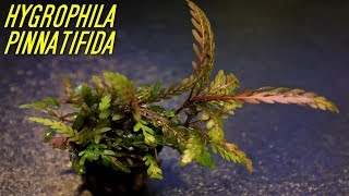 Beginner Aquarium plants that experts use Hygrophila Pinnatifida [upl. by Korrie384]