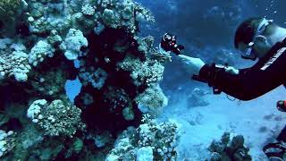 Marsa Alam Estate 2024 LionFish [upl. by Leaj768]