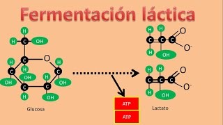 Bioquímica  Fermentación Láctica [upl. by Susan833]