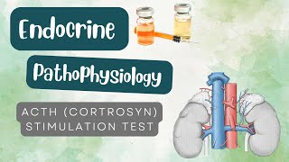 ACTH stimulation test [upl. by Goulette]