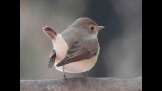 ニシオジロビタキ（Redbreasted flycatcher） [upl. by Conley]