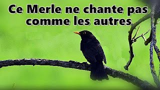 Chant du MERLE NOIR assez spécial 2ème partie [upl. by Blatt]