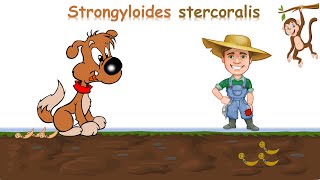 شرح Strongyloides stercoralis [upl. by Del167]