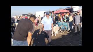 plaza ganadera de tepeaca puebla especial de borregos y chivos de registro [upl. by Marchak]