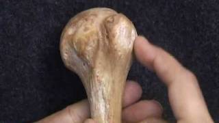 Osteology VivaUpper Limb by Ghanashyam Vaidya [upl. by Yblok]