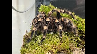 Acanthoscurria geniculata Brazilian whiteknee tarantula rehouse and care [upl. by Jehovah]