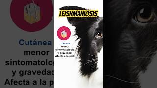 🦟LEISHMANIOSIS Visceral y Cutánea consejosveterinarios perros [upl. by Eikin935]