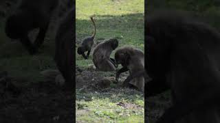 Gelada Baboons at Howletts gelada baboon howletts animals wildlife zoo daysout shorts [upl. by Matthaus904]