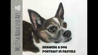 How to Draw a Dog in Pastel Pencils  Melissa Mancuso Fine Art [upl. by Capps]