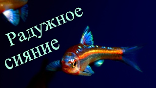 Аквариумная рыбка Радужное сияние Notropsis chrosomus [upl. by Mcconaghy856]