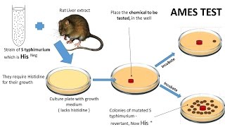 NEOPLASIA 7 CHEMICAL CARCINOGENESIS amp Ames test [upl. by Nostaw]