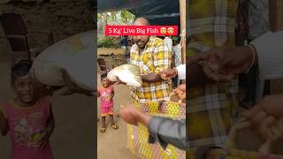 5 KGs పెద్ద పండుగప్ప చేప  Fresh Live fish video shorts shortsfeed yanam fish youtubeshorts [upl. by Ariahay606]