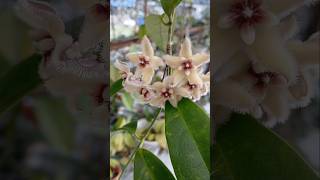 hoya buotii nature hoya plants hoyalover flower garden [upl. by Aknaib]