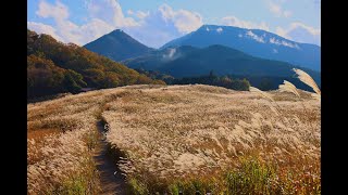 JG8K 奈良 曽爾高原の秋 夕日に映えるススキ原 NaraSoni HIghland in Autumn [upl. by Syd]