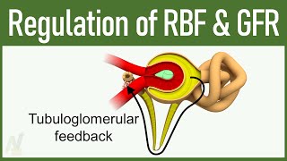 09 Regulation of GFR and RBF Glomerular Filtration Rate and Renal Blood Flow [upl. by Earleen]