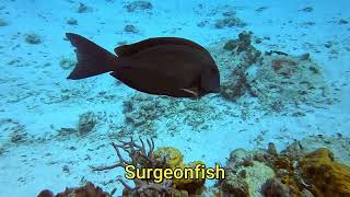 The Villages Scuba Club Cozumel Ep4 [upl. by Fanestil]