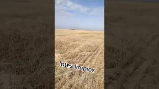 Cultivo de Camelina una opción muy interesante por sus rendimientos [upl. by Keldah]