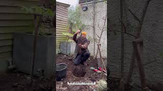 Part 3 it’s planting time bare root roses [upl. by Ludlow897]